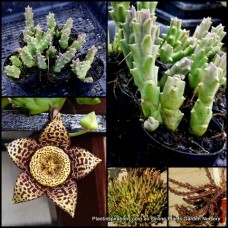 Starfish Flower x 1 Stapelia orbea variegata Succulents Carrion Plant Cactus Cacti Stisseria lepida Flowering Hardy Groundcover Hanging Basket Patio 